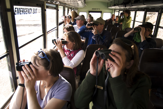 visitors use binoculars to peer for wildlife out bus windows