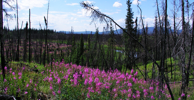 bright pink flowers not a hillside in between the remnants of charred spruce trees