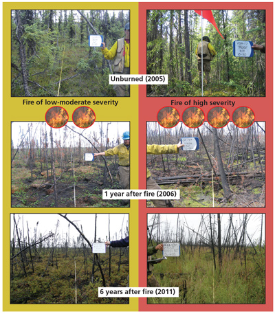 chart shows shrubs grow back after low severity fires and horsetail grows after high severity fires