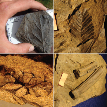 four different plant fossils (angiosperm leaves, gymnosperm leaves, cones, and stems)