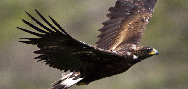 a golden eagle soars with its wings spread wide a golden eagle soars with its wings spread wide