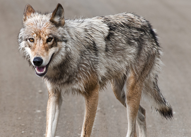 A wolf walks down a gravel road in front of a bus.
