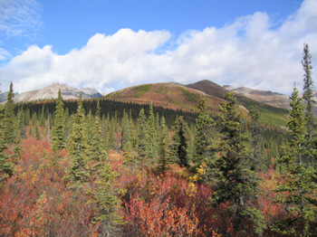 red tundra and green spruce trees on a sunny day