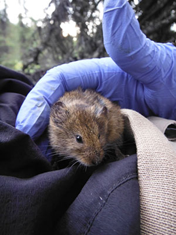 a researcher holds a red backed vole