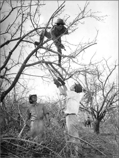 Three men with tools, one high in the branches, prune leafless trees in an orchard. Three men with tools, one high in the branches, prune leafless trees in an orchard.