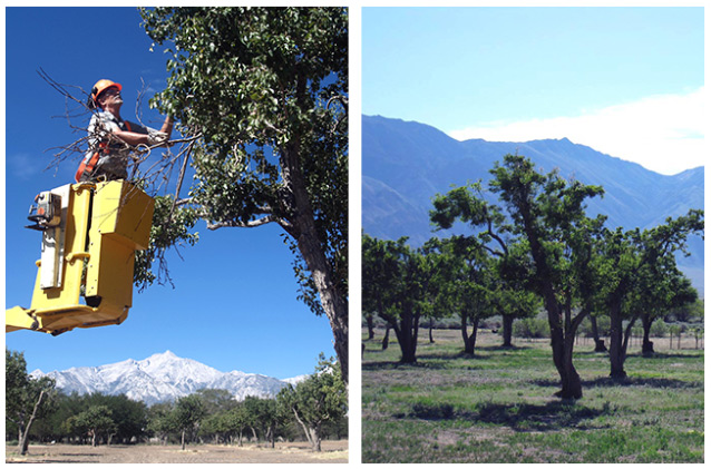 An arborist in a yellow high lift (left photo), and a leafy orchard in front of mountains (right). An arborist in a yellow high lift (left photo), and a leafy orchard in front of mountains (right).
