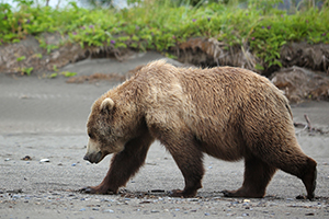 Brown Bears - Bears (U.S. National Park Service)