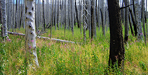 A burned forest with new growth.