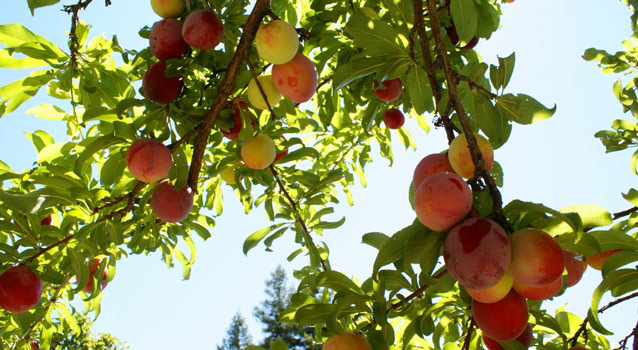 Fruit clustered on an overhanging branch ripens into hues of yellow, orange, and pink.