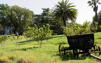 A wagon stands in an orchard of peach trees, backed by palm trees. 