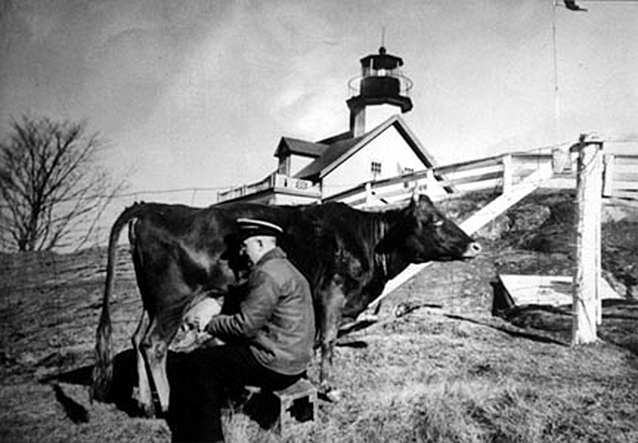 Constance Small's husband, Elson Small, milking a cow just below the keeper's house.