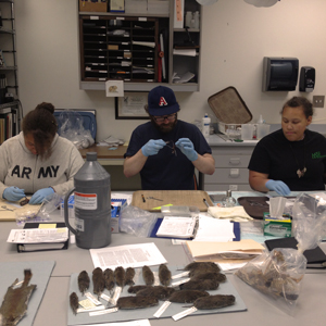 students work in a lab on vole specimen