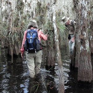 Two people walk through the water in the Florida Everglades.