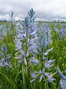 Close up of a camas in the meadow. Close up of a camas in the meadow.