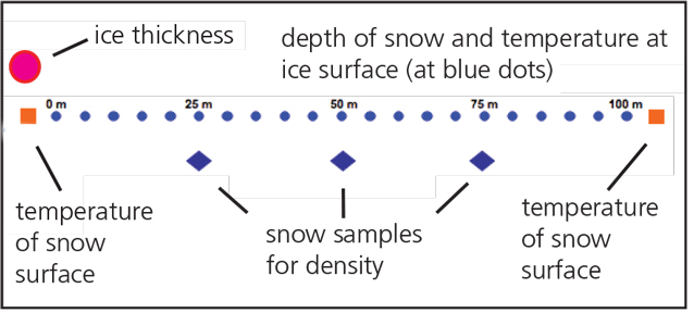 Diagram showing the 300 foot or 100 meter transect.