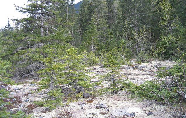 Sparse trees with white material on the ground.