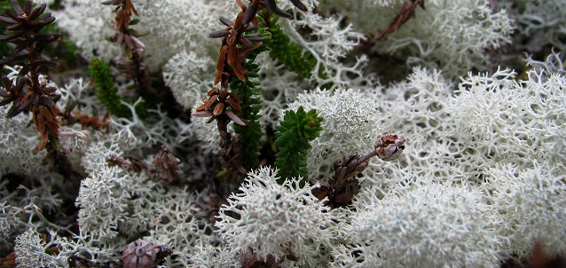 Close up of lichen with some other plant material
