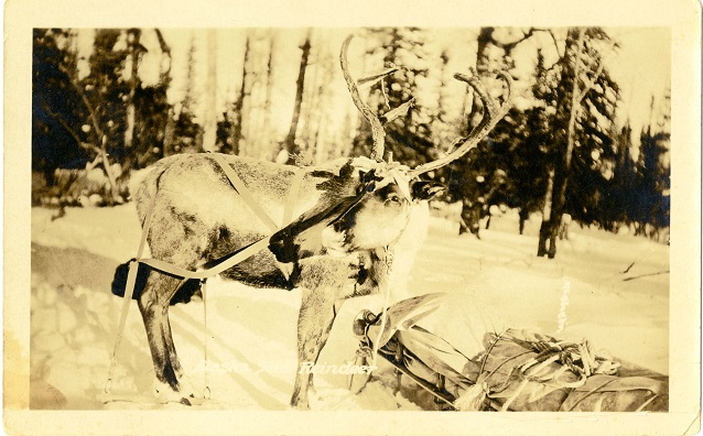 Reindeer next to a loaded sled in a snowy landscape. Reindeer next to a loaded sled in a snowy landscape.