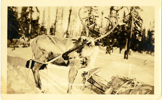 Reindeer next to a loaded sled in a snowy landscape.