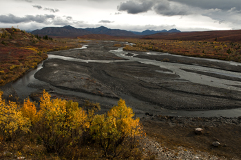 a braided river runs through fall foliage