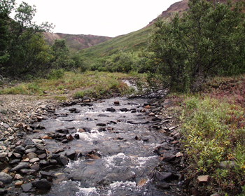 a rocky small stable stream