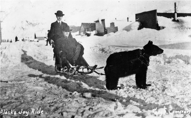 A bear harnessed to a sled with two people on it