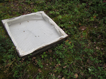 a seed trap sits amidst moss and small shrubs a seed trap sits amidst moss and small shrubs