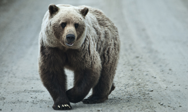 a grizzly bear walks in the middle of a dirt road a grizzly bear walks in the middle of a dirt road