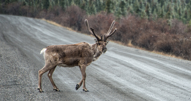 a caribou walks across a dirt road a caribou walks across a dirt road