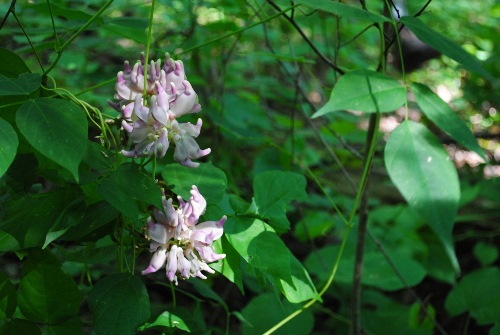 Price's potato bean within a Black Belt Woodland on the Natchez Trace Parkway.