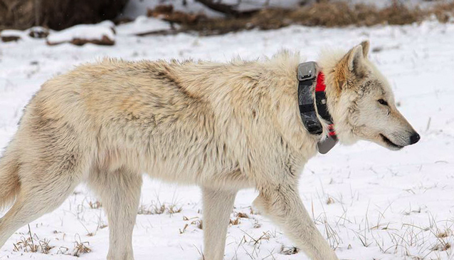 a white wolf wearing a collar walks through the snow