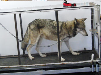 a wolf on stands on a treadmill in a plexiglas box