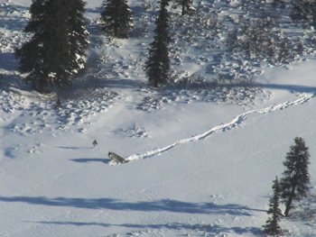 a wolf wades through deep snow