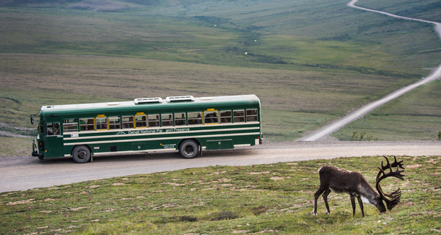 a bus on a dirt road sits while passengers watch a caribou grazing