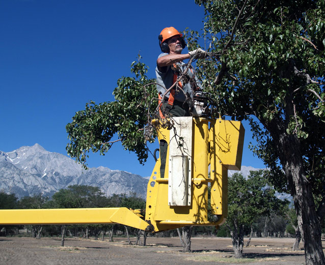 Dressed in safety gear, Gerry reaches upper tree branches from inside a yellow bucket lift.