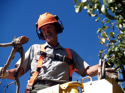 Equipped with hardhat, harness, goggles, and ear protectors, Gerry uses a chainsaw to prune trees.