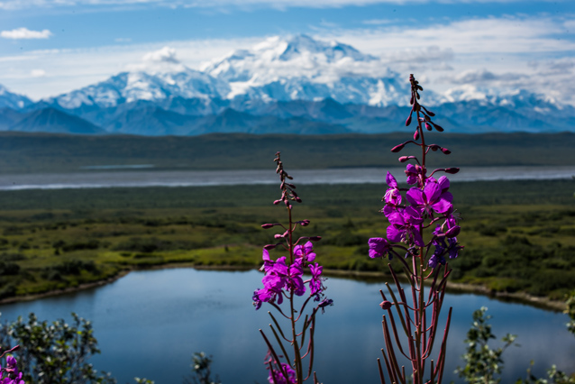 two pink flowers stand in front of a small lake and Denali