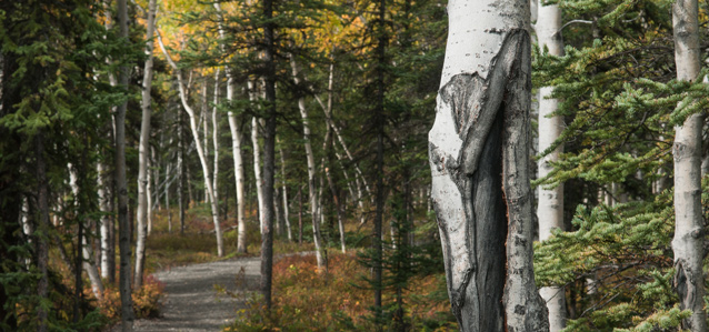 a view through a forest of aspen and spruce