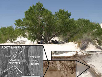 Collage of cottonwood trees, roots, associated fungal hyphae, and magnified calcite crystals