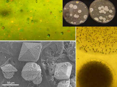 Petri dishes with microbes & microscope photos of crystals and bacterial colony producing crystals