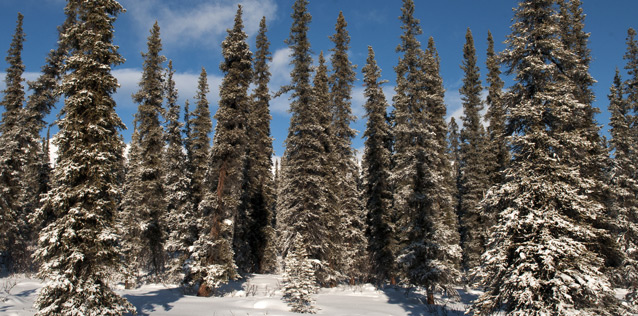 a group of snow-covered spruce trees