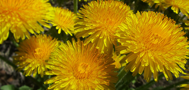 a bunch of dandelions