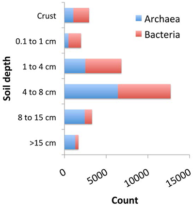 Graph of the distribution of Archaea and Bacteria according to soil depth Graph of the distribution of Archaea and Bacteria according to soil depth