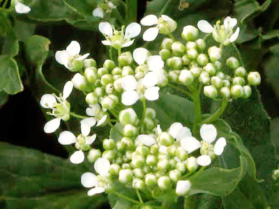 Cluster of white, four-petaled flowers