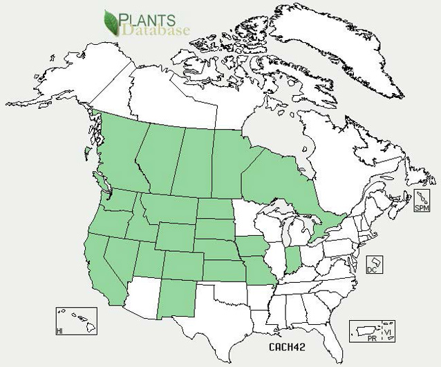 Distribution map for lens-podded hoary cress