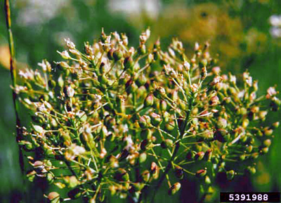 Small, oval fruits of lens-podded hoary cress Small, oval fruits of lens-podded hoary cress
