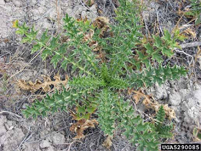 Green, spiny leaves forming the basal rosette of spiny plumeless thistle