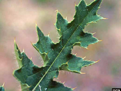 Close-up of a spiny plumeless thistle stem leaf showing spines along leaf margins