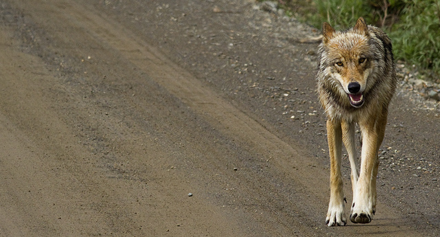 a wolf walks down a dirt road