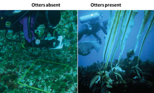 The nearshore environment when otters are absent (left) and when otters are present (right). The nearshore environment when otters are absent (left) and when otters are present (right).